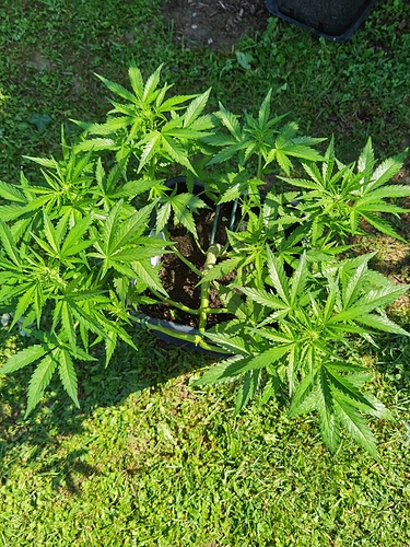 Growreport Bild 5