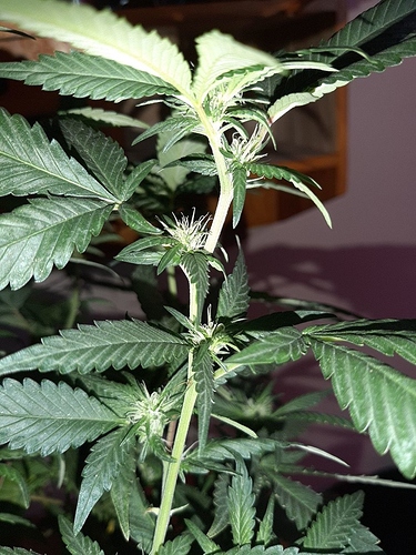 Growreport Bild 6