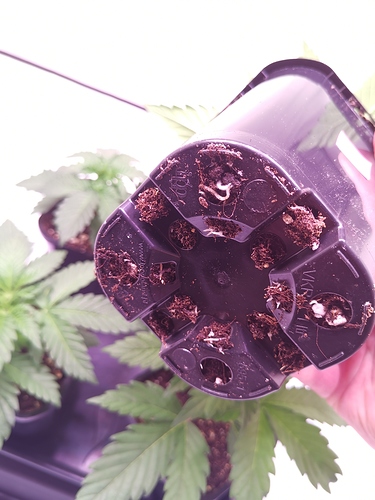Growreport Bild 2