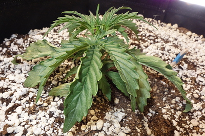 Growreport Bild 2