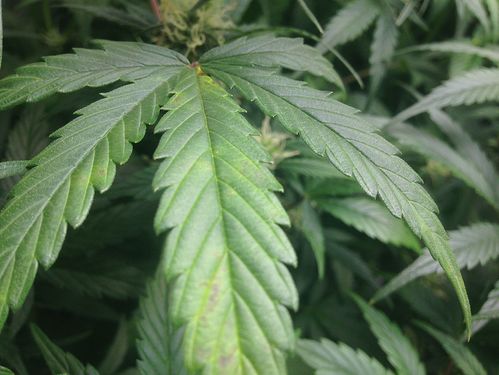 Growreport Bild 8