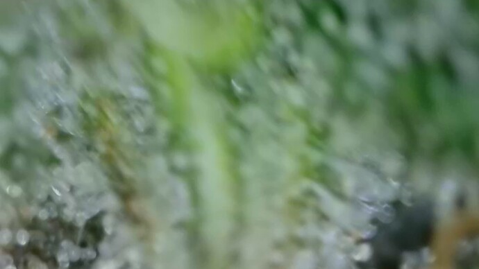Growreport Bild 42