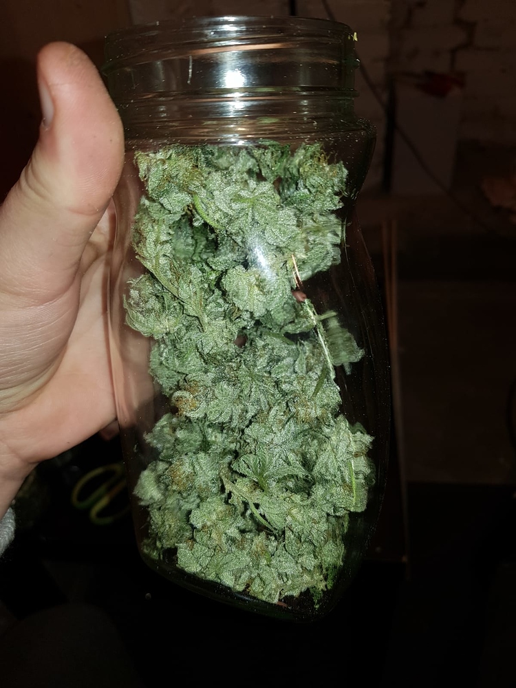 Growreport vom ersten (richtigen) Grow. (White Widow, Northern Lights, Amnesia Haze)