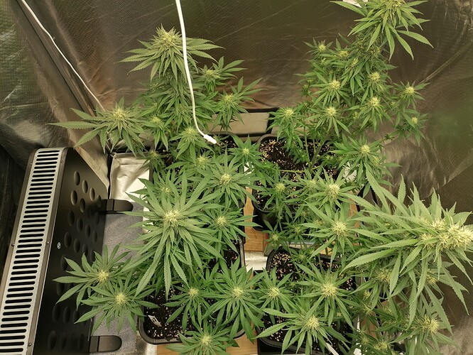 Growreport Bild 19