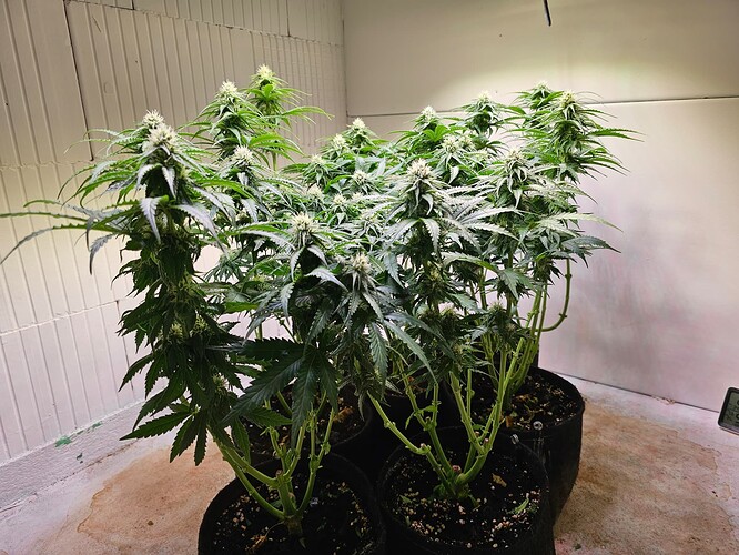 Growreport Bild 3