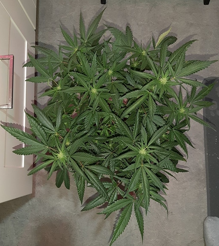 Growreport Bild 2