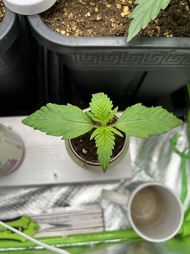 Growreport Bild 8