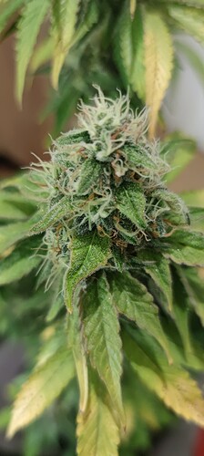 Growreport Bild 3