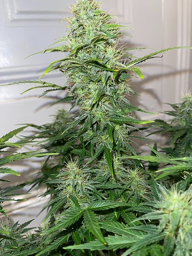 Growreport Bild 11