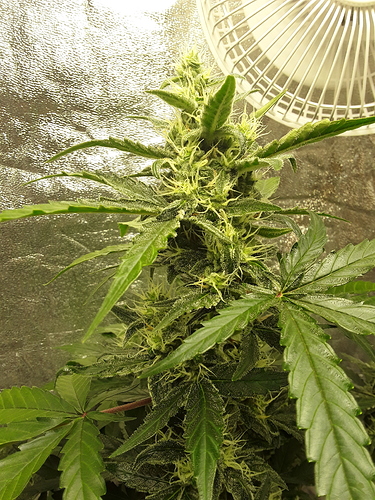 Growreport Bild 9