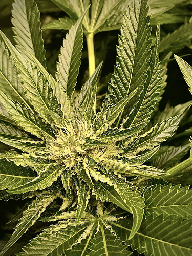 Growreport Bild 18