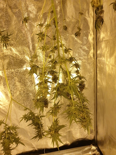 Growreport Bild 35
