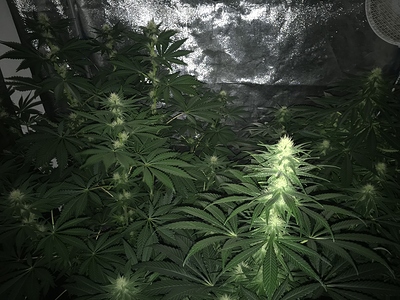 Growreport Bild 1