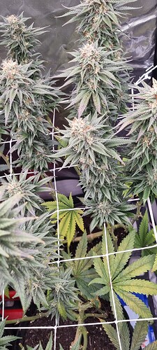 Growreport Bild 53