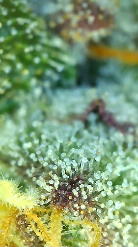 Growreport Bild 2