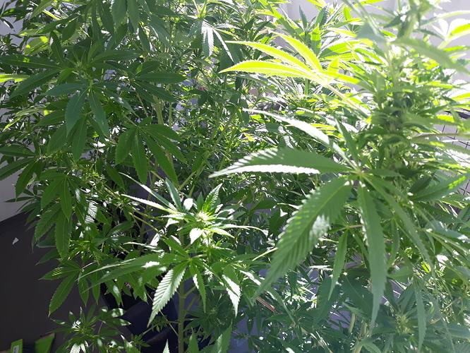 Growreport Bild 2