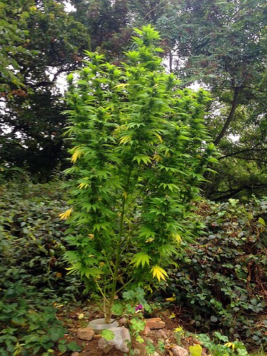 Growreport Bild 21