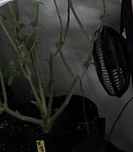 Growreport Bild 32