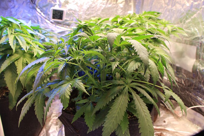 Growreport Bild 9