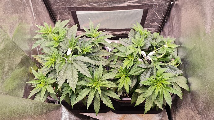 Growreport Bild 2
