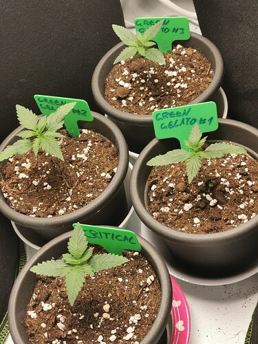 Growreport Bild 12