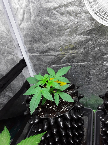 Growreport Bild 1