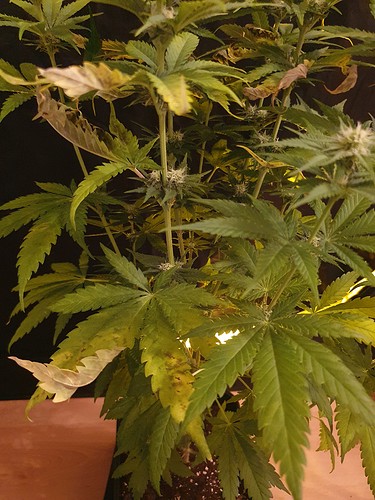 Growreport Bild 5