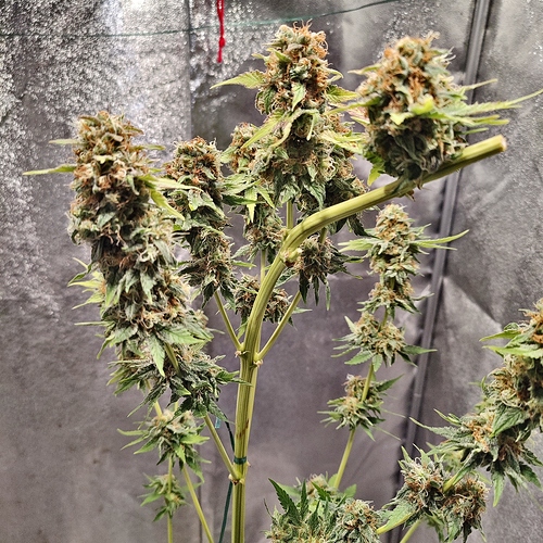 Growreport Bild 2