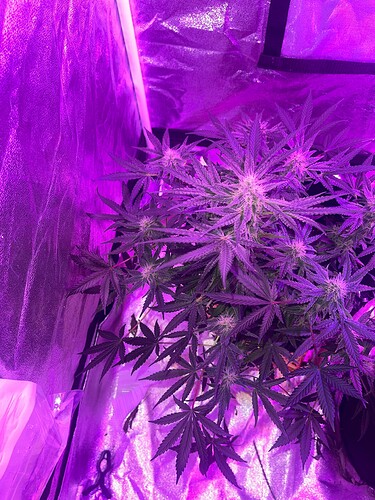 Growreport Bild 1