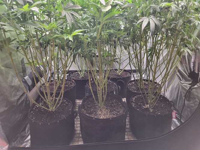 Growreport Bild 48