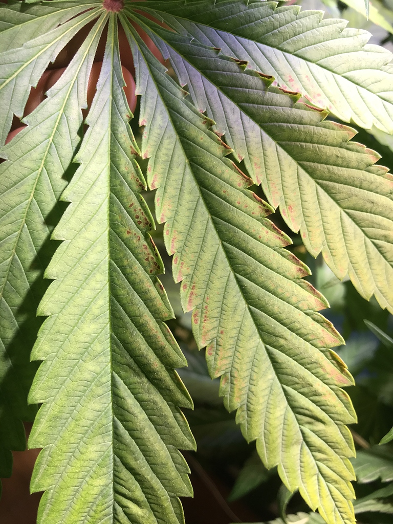 Braune Blattenden krümmen sich nach oben GrowProbleme Forum