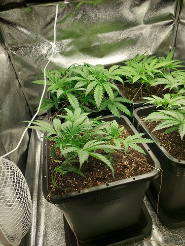 Growreport Bild 5