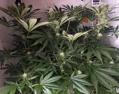 Growreport Bild 1
