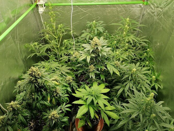 Growreport Bild 1
