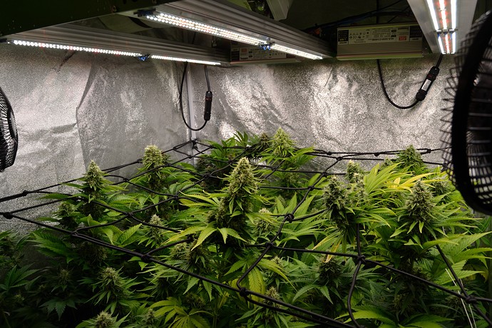 Growreport Bild 21
