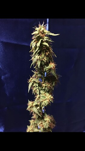 Growreport Bild 2