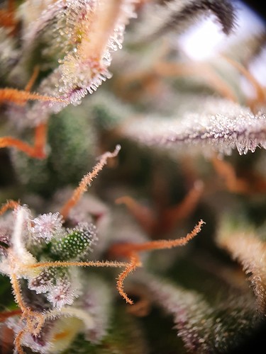 Growreport Bild 9