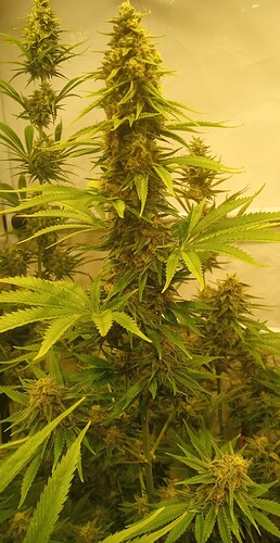 Growreport Bild 28