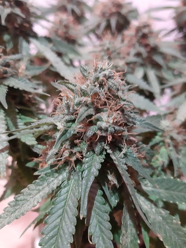 Growreport Bild 3