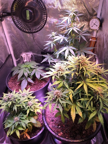 Growreport Bild 4