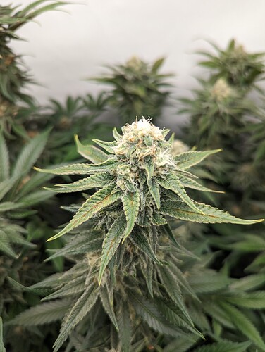 Growreport Bild 6