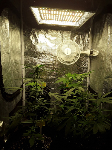 Growreport Bild 13