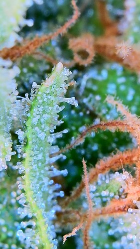 Growreport Bild 5