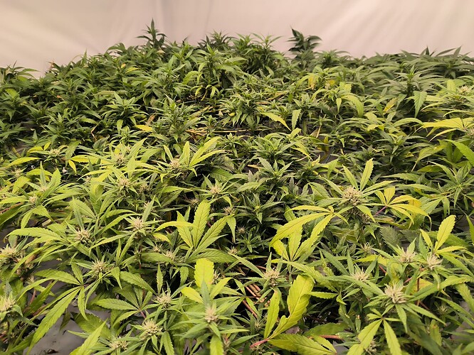Growreport Bild 6