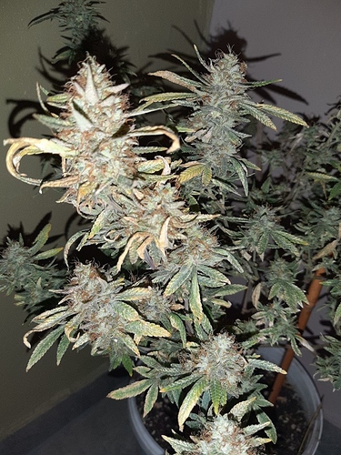 Growreport Bild 3