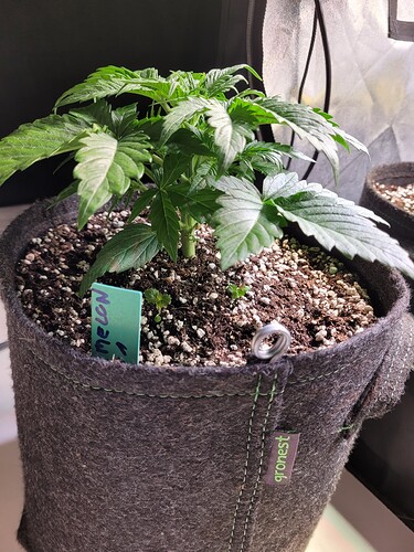 Growreport Bild 13