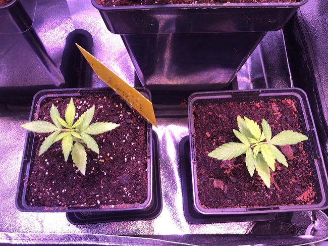 Growreport Bild 20