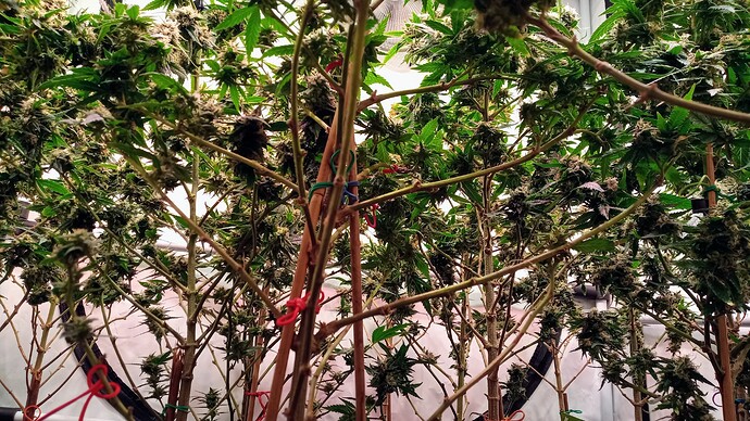 Growreport Bild 46