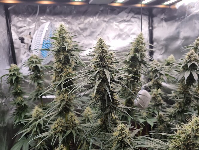 Growreport Bild 28