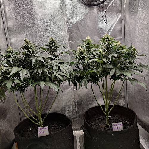 Growreport Bild 6
